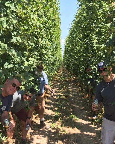 Hey Hop Growers! Your friendly Colorado Native brewing team here. If you haven’t already, be sure to check your email for information on harvesting your hops and how to return them. Our annual Hop Drop event is on Thursday, September 7th from 4-7PM and we hope to see you there 🍻 Email us at info@acgolden.com to RSVP or DM us here with any questions!